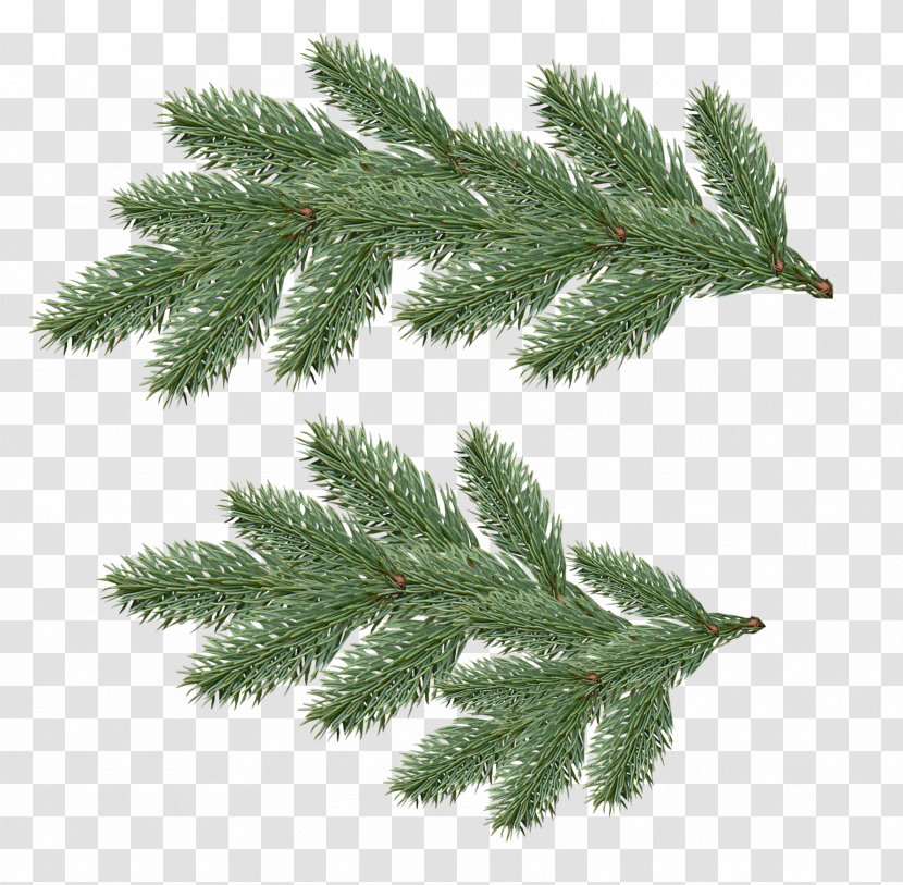 Fir Clip Art - Branch - Conifer Transparent PNG