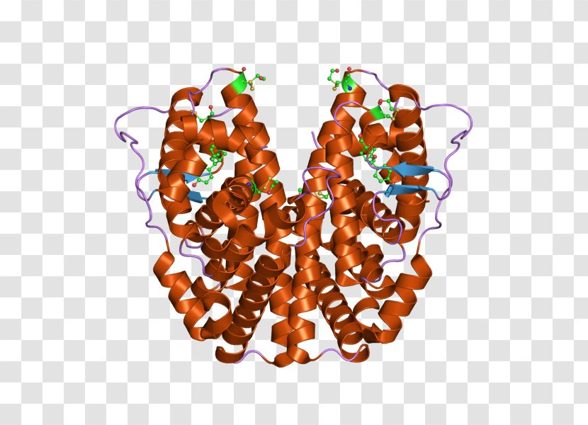 Estrogen Receptor Alpha Nuclear Transparent PNG