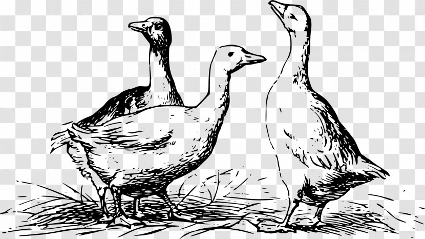 Goose Duck Drawing Mallard - Black And White Transparent PNG