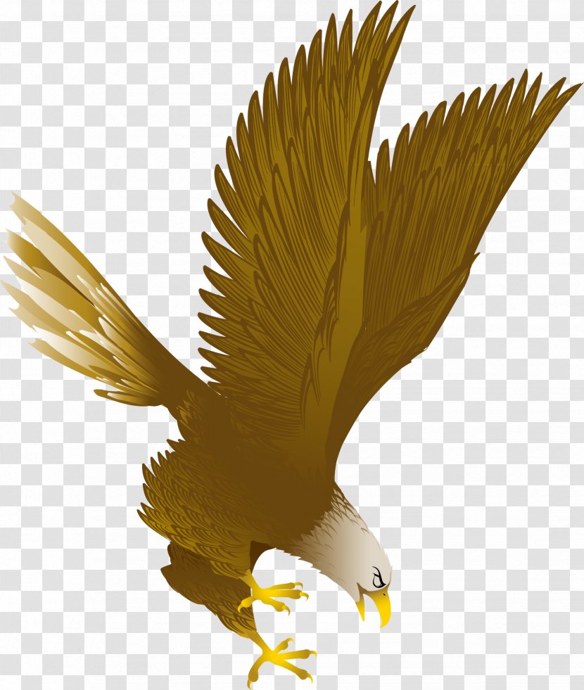 Bald Eagle Clip Art - Beak - Flying Transparent PNG