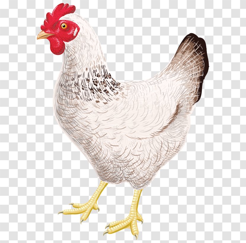 Chicken Coop Sticker Rooster T-shirt - Bird Transparent PNG