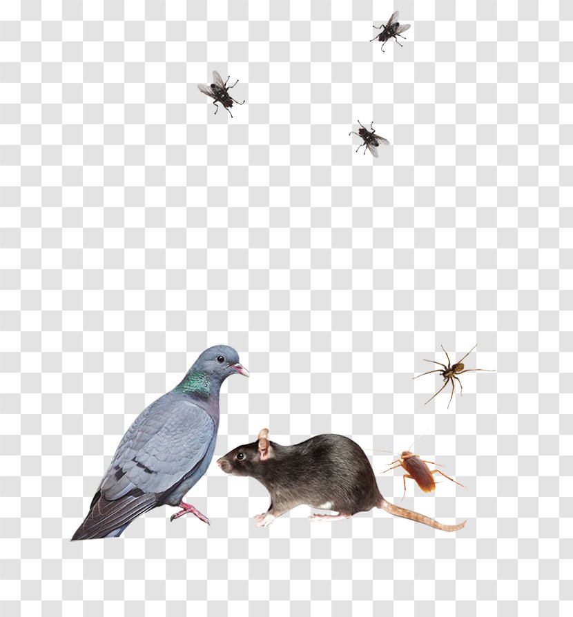 Pest Control Insecticide Rat Rodenticide - Organism Transparent PNG