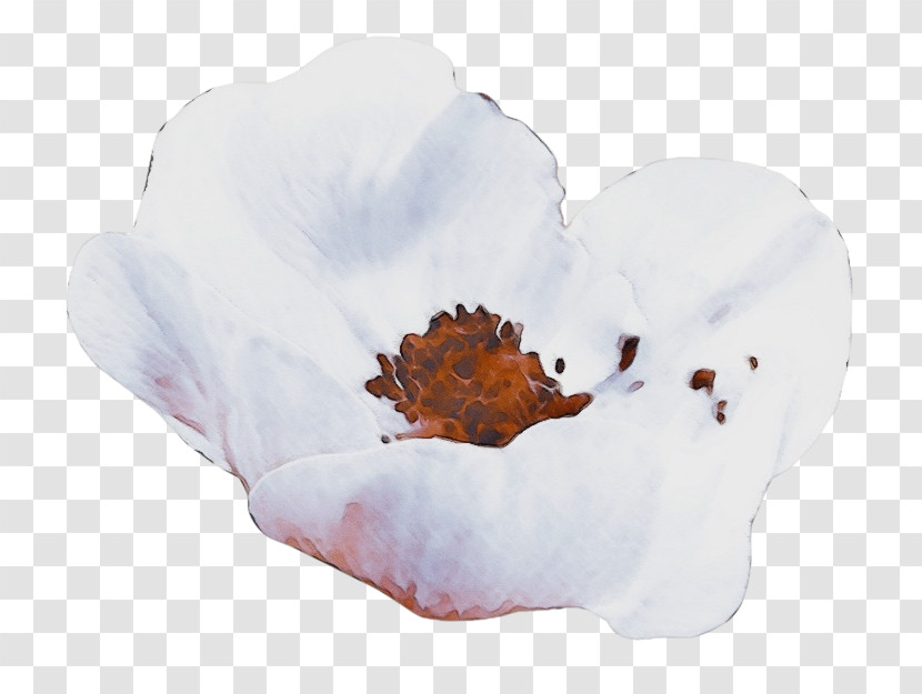 Petal Transparent PNG