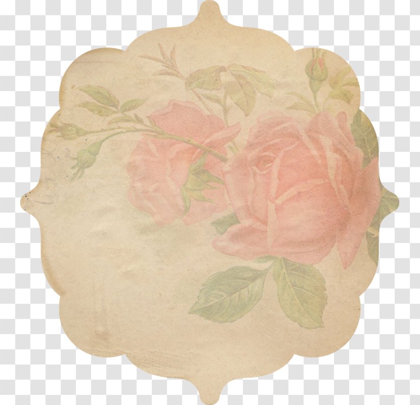 Cabbage Rose Floral Design Cut Flowers Petal - Order Transparent PNG