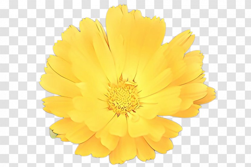 Flowers Background - Cartoon - Perennial Plant Cut Transparent PNG