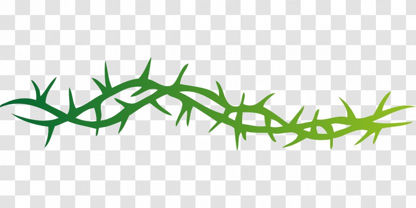 Clip Art Thorns, Spines, And Prickles Vector Graphics Free Content - Leaf - Silkworm Thorn Qiuhong Duan Transparent PNG