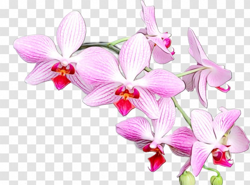 Pink Flower Cartoon - Phalaenopsis Sanderiana - Sweet Peas Cattleya Transparent PNG