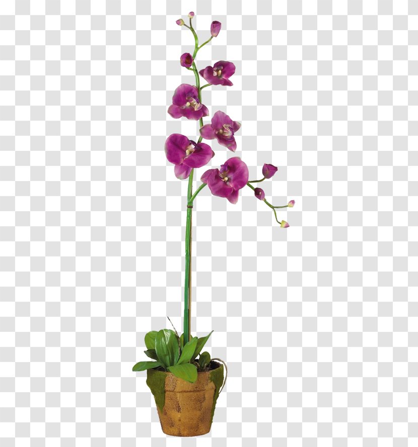 Moth Orchids Flowerpot Plant Dendrobium - Clusia Rosea Transparent PNG
