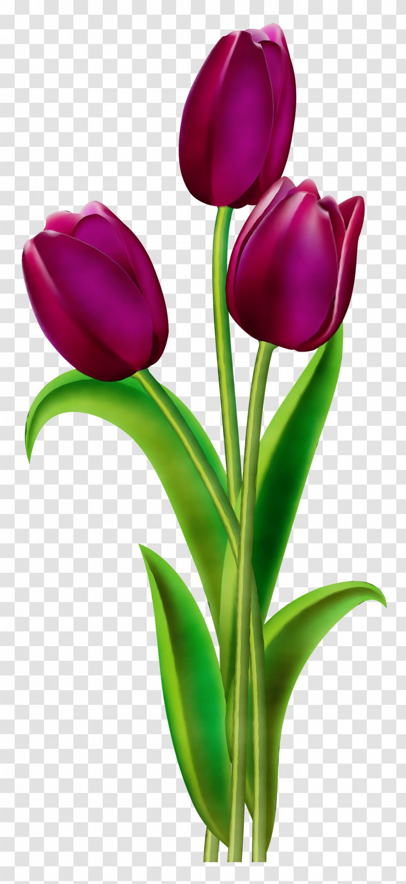 Red Watercolor Flowers - Violet - Still Life Photography Crocus Transparent PNG