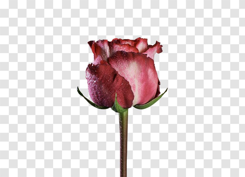 Garden Roses Centifolia Pink Cut Flowers Black Rose - Ecuador Transparent PNG