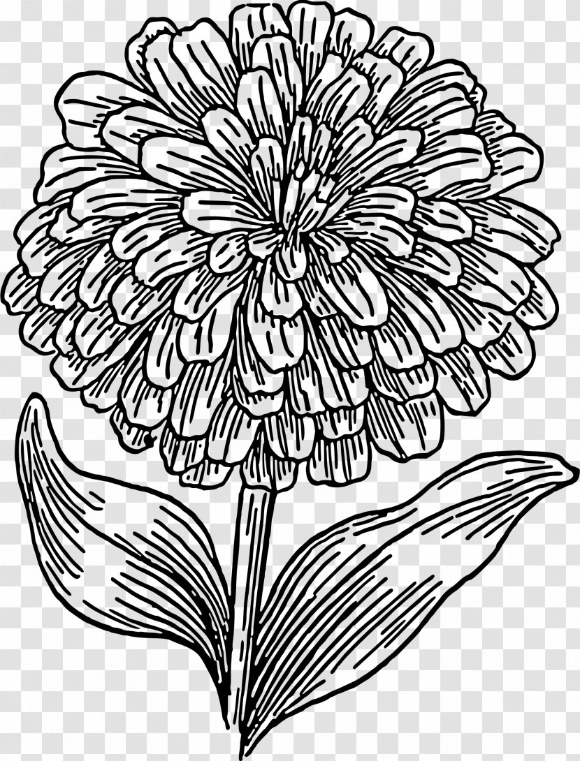 Mexican Marigold Coloring Book Drawing Child - Plant Stem - Chrysanths Transparent PNG