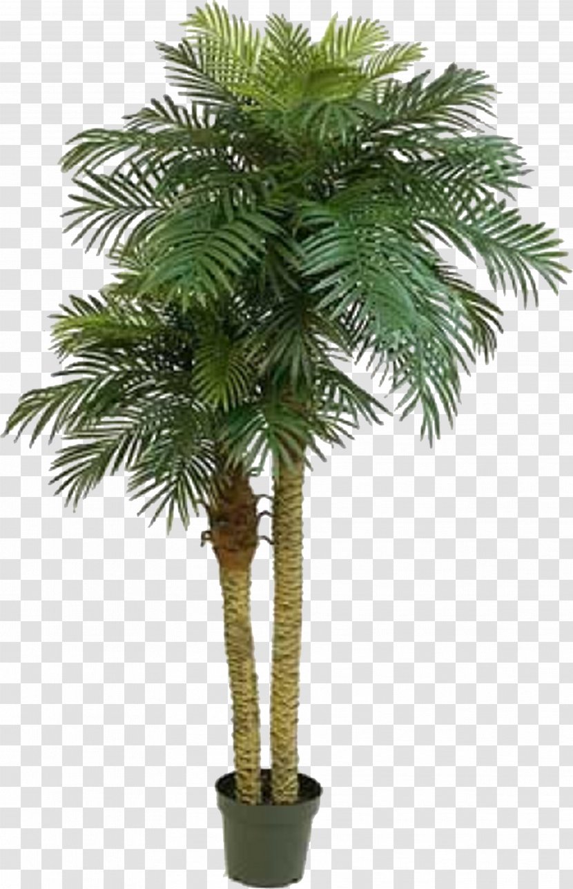 Phoenix Roebelenii Arecaceae Houseplant Dracaena Trunk - Chamaedorea - Date Palm Transparent PNG