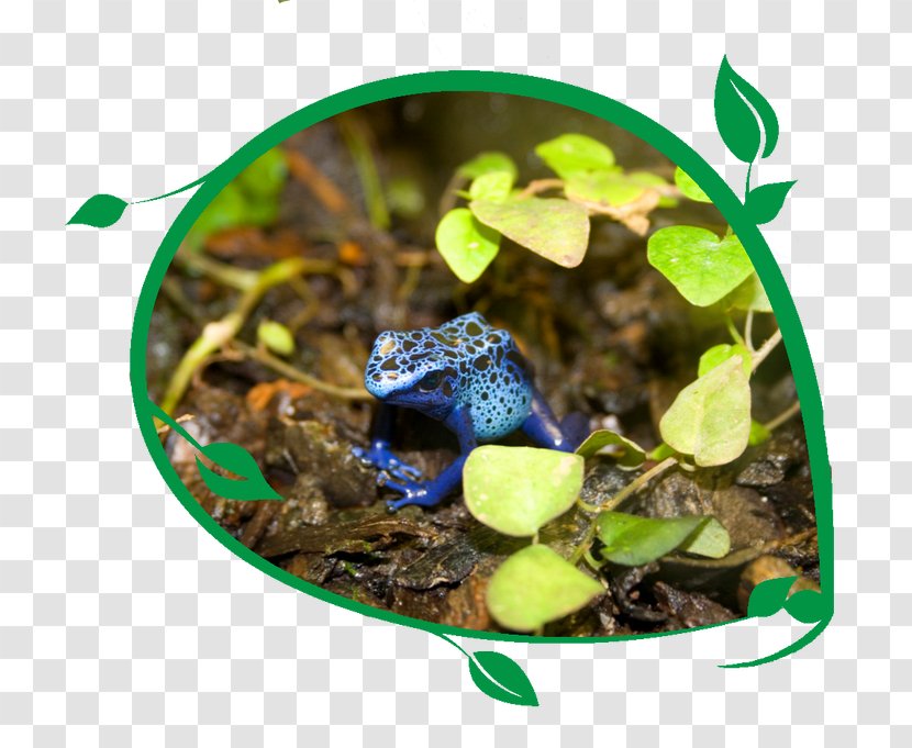 Frog Stock Photography Royalty-free Transparent PNG