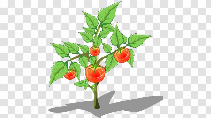 Birds Eye Chili Con Carne Tomato Plant - Food - Cartoon Tree Transparent PNG