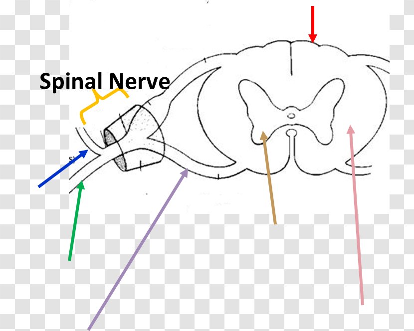 Ventral Root Of Spinal Nerve Anatomy Dorsal Ganglion Cord - Watercolor - Roots Spine Transparent PNG