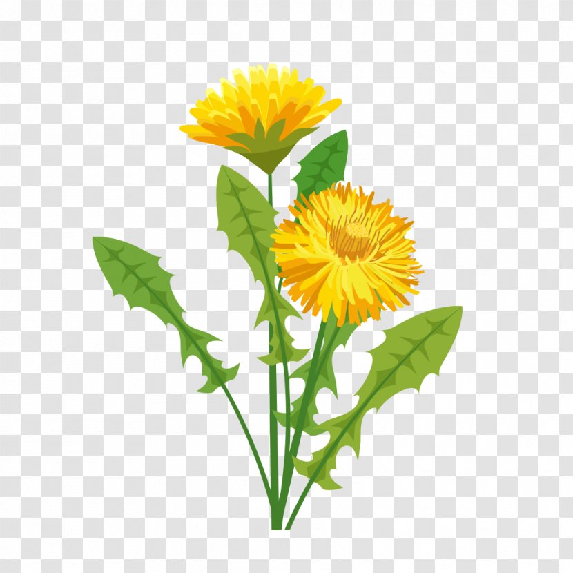 Cut Flowers May Sainte-Adresse Sunflowers Annual Plant - Flower Transparent PNG