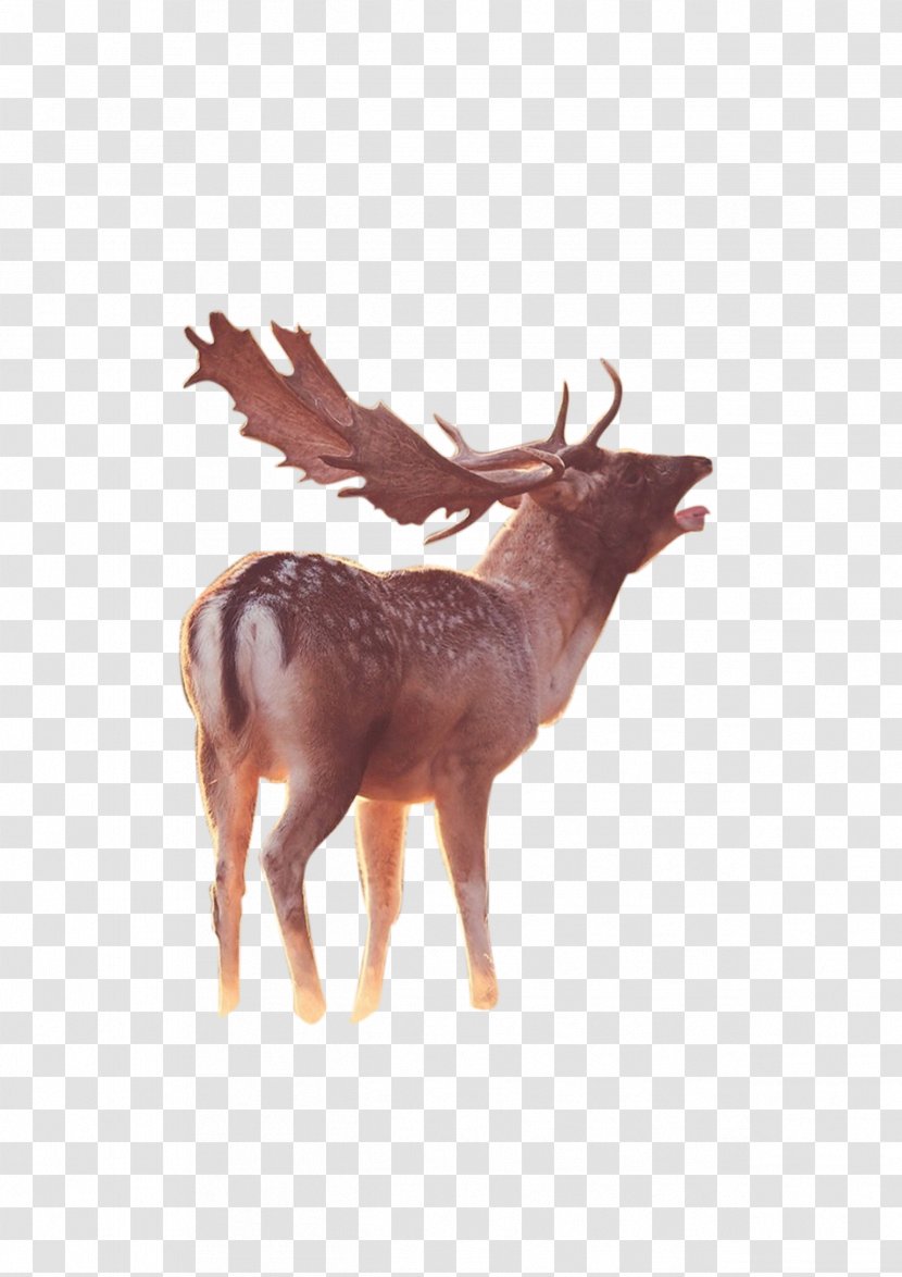 Reindeer Antelope - Horn - Deer Transparent PNG