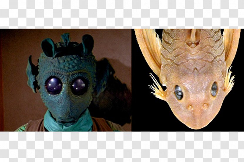 Greedo Han Solo Character Star Wars Catfish - Opee Sea Killer - Fish Transparent PNG