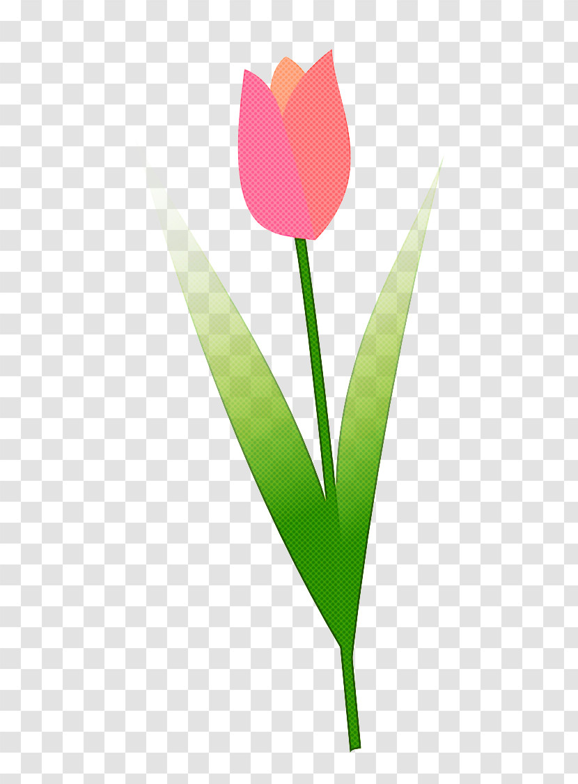 Tulip Flower Leaf Plant Petal Transparent PNG