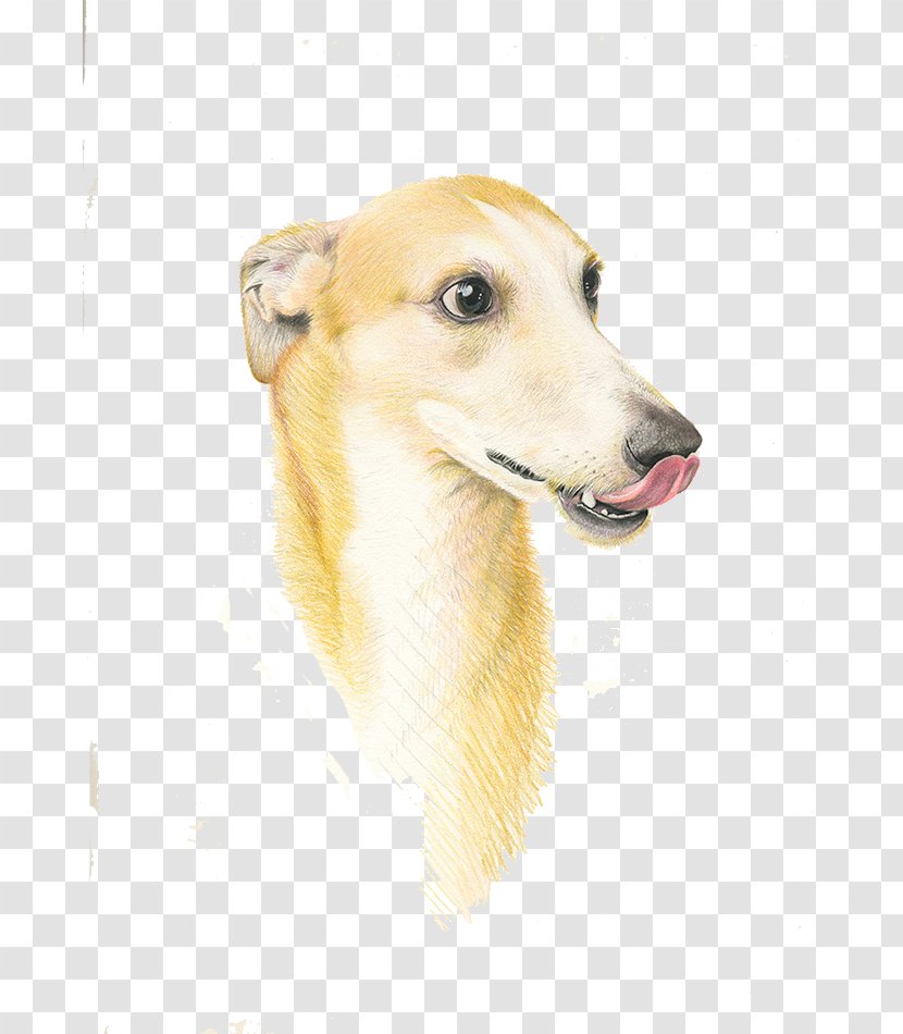 Italian Greyhound Whippet Longdog Pekingese Dog Breed - Tongue Sticking Out Transparent PNG