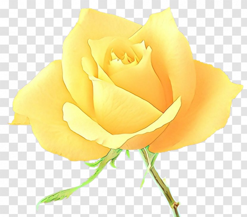 Garden Roses - Petal - Flowering Plant Hybrid Tea Rose Transparent PNG