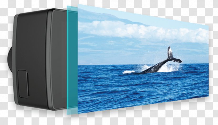 Ocean Cetacea Silver Bank Humpback Whale Hawaii - Marine Mammal - Ambarella Transparent PNG