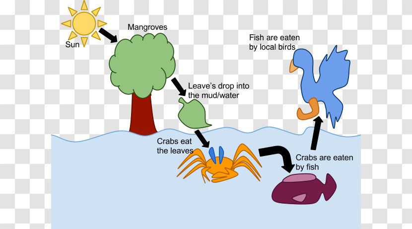 Bird Illustration Clip Art Brand Human Behavior - Organism - Coral Reef Mangroves Transparent PNG