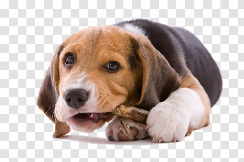 Beagle Your Puppy Chewing Chew Toy - Dog Like Mammal - Tummy Transparent PNG