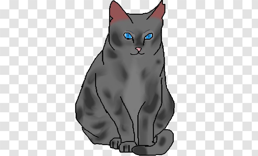 Whiskers Korat Kitten Domestic Short-haired Cat Black Transparent PNG