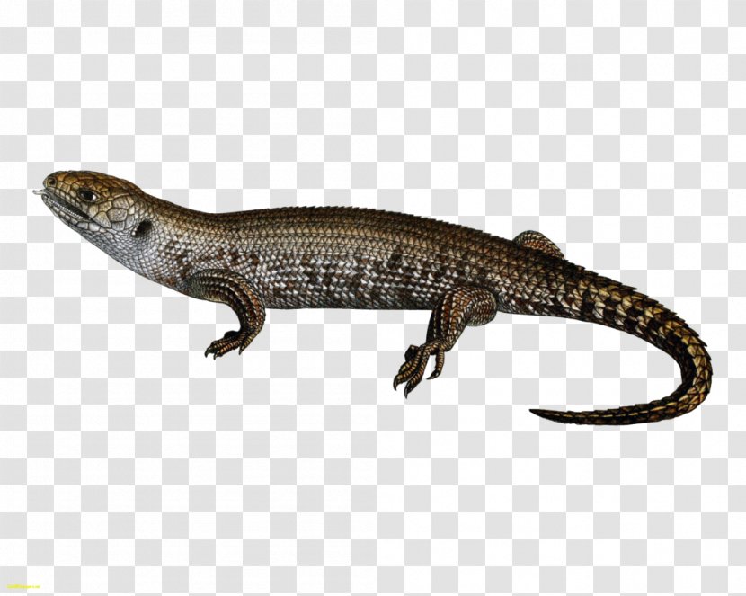 Lizard Common Iguanas - Terrestrial Animal Transparent PNG
