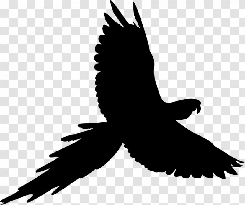 Bird Silhouette - Cockatiel - Tail Falcon Transparent PNG
