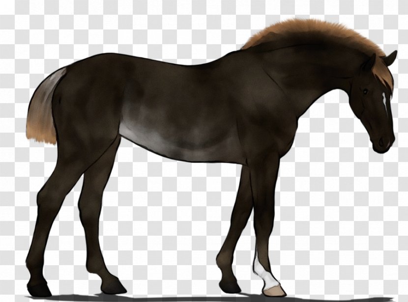 Watercolor Animal - Livestock - Foal Colt Transparent PNG