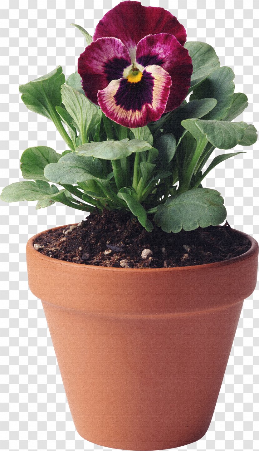 Flowerpot Photography Clip Art - Herbaceous Plant - Image Bouquet Of Flowers Psd Material,a Pot Flower,pansy Transparent PNG
