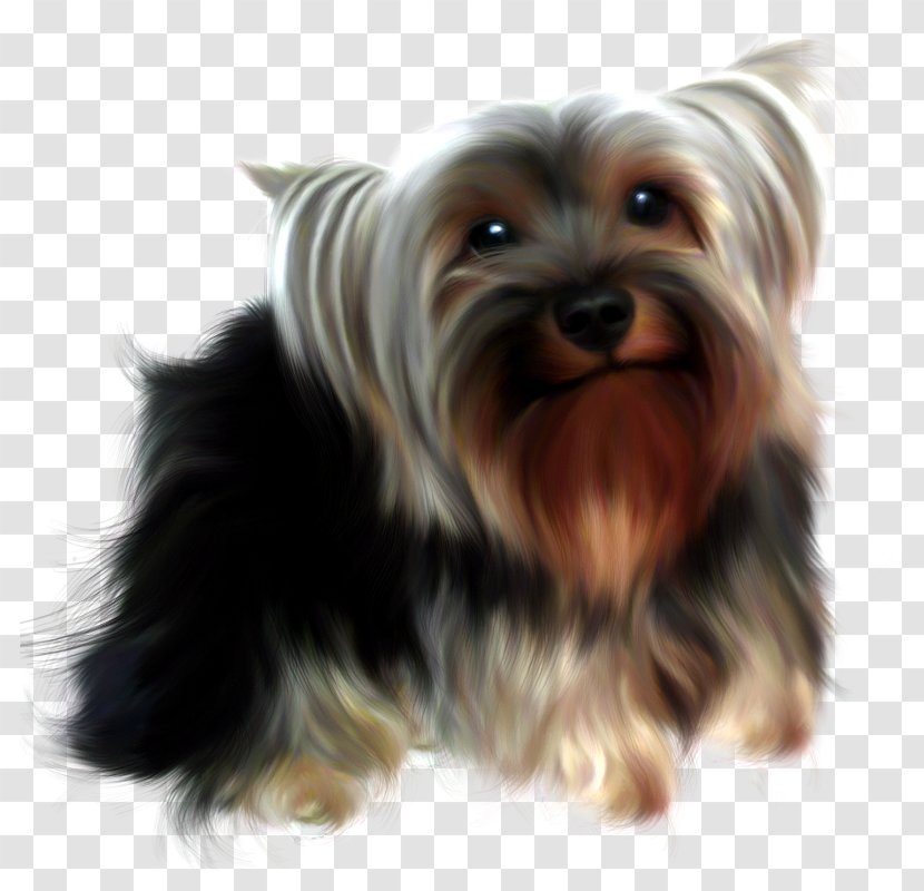 Yorkshire Terrier Australian Silky Morkie Companion Dog - Pet - Puppy Transparent PNG