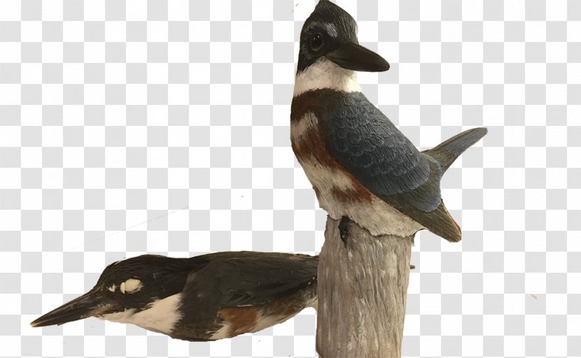 Delaware Museum Of Natural History Duck Bird Collections Art Transparent PNG
