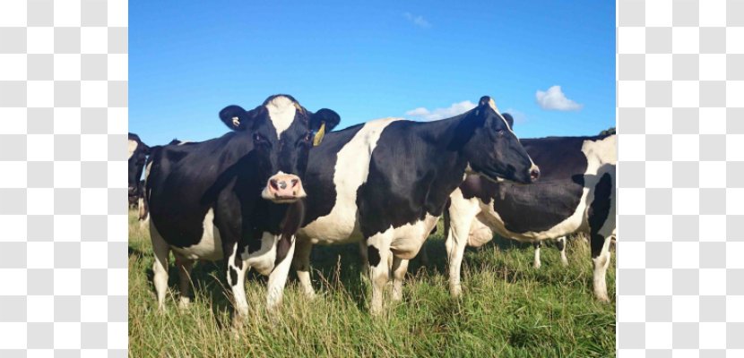 Cattle Milk Dairy Farming Water Buffalo - Livestock Transparent PNG