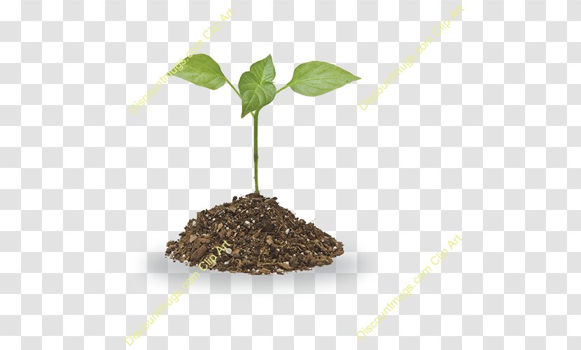 Soil Plant Clip Art Transparent PNG