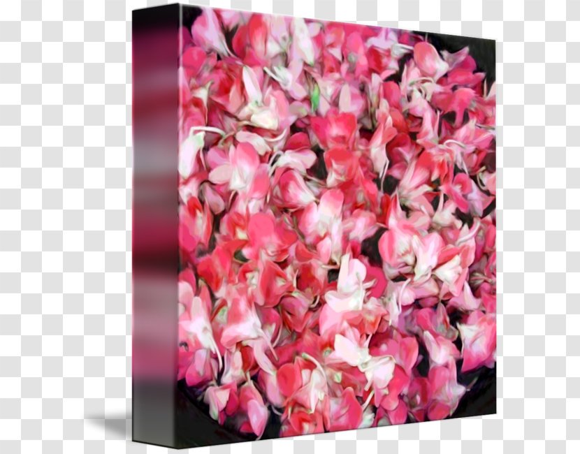 Hydrangea Floral Design Cut Flowers Rose Family Pink M Transparent PNG