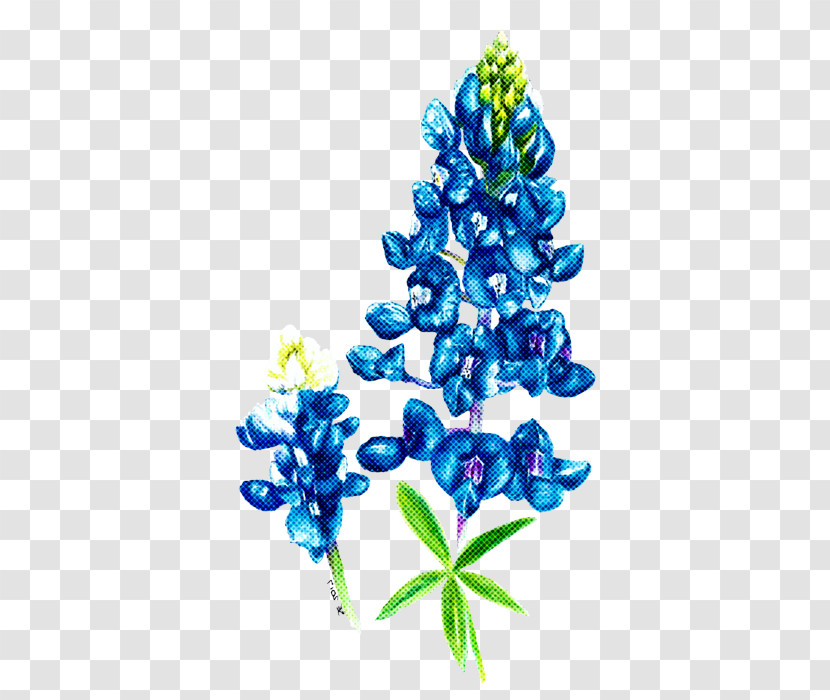 Bluebonnet Blue Flower Plant Texas Bluebonnet Transparent PNG