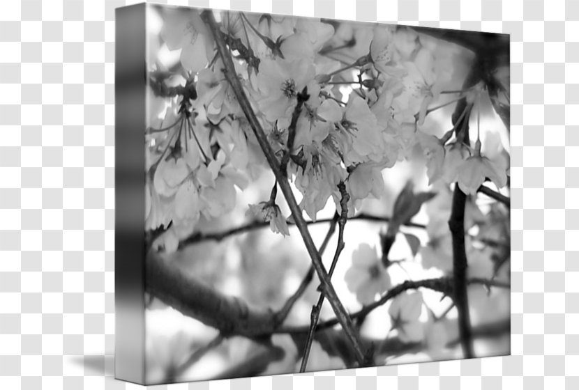 Black And White Cherry Blossom Cherries Photography - Printing Transparent PNG