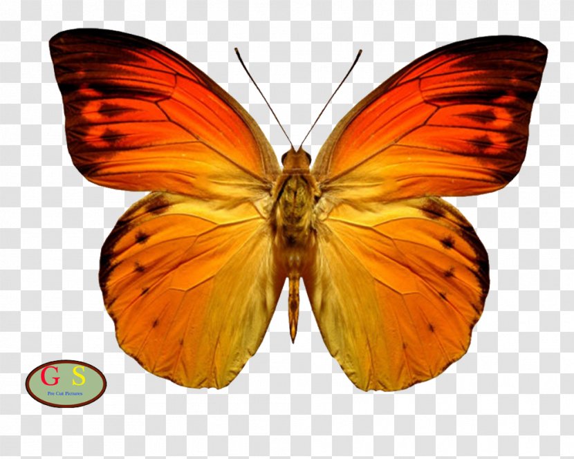 Beautiful Butterfly Insect Clip Art Monarch - Lycaenid Transparent PNG