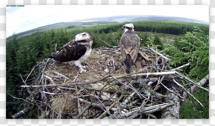 Eagle Bird Nest Ecosystem Fauna Transparent PNG