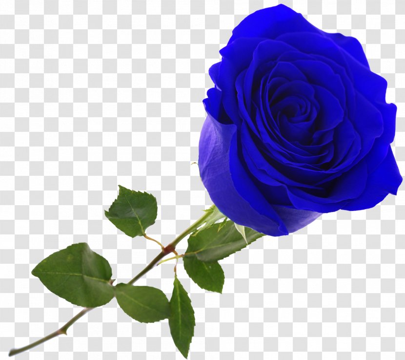 Revda Flower Bouquet Garden Roses Magazin Anyutiny Tsvetov I Podarkov Glazki - Pansy - Blue Rose Transparent PNG