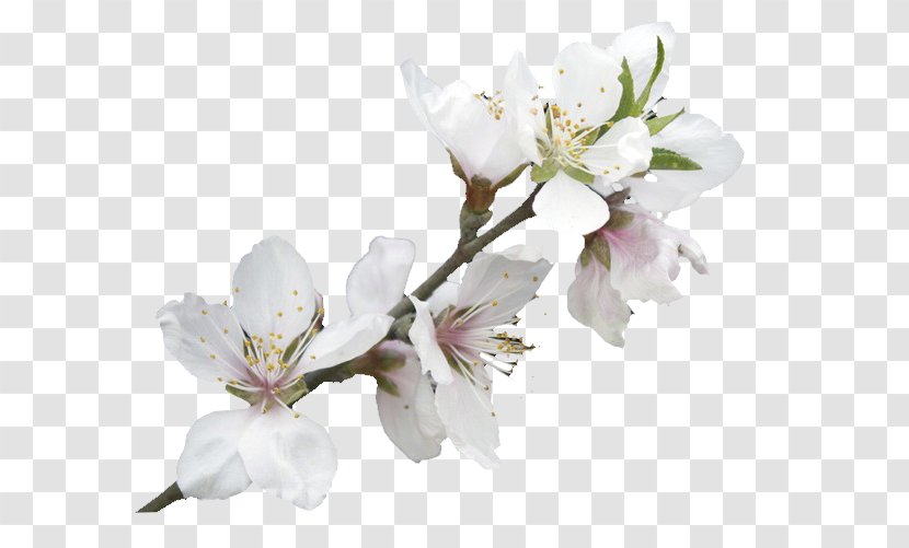Download Clip Art - Flower - White Peach Transparent PNG