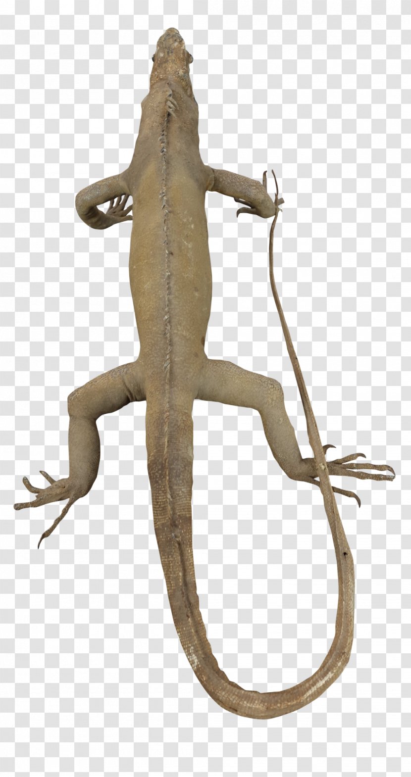 Reptile Lizard Vertebrate Agamidae Animal - Iguana Transparent PNG