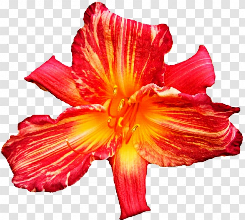 Tiger Lily Jersey Cut Flowers Clip Art - Red Transparent PNG
