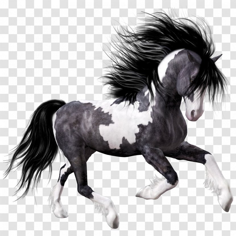 Mustang Foal Black Clip Art - Livestock - Horse Transparent PNG