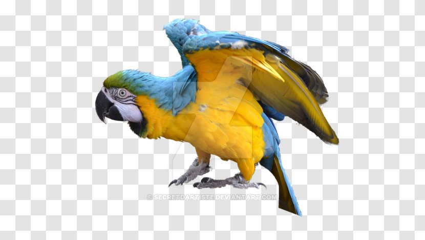Blue-and-yellow Macaw Bird Parakeet Feather - Animal - Yellow Blue Transparent PNG