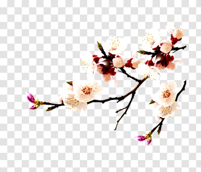Apricot China Falun Gong = Cherry Blossom - Watercolor - White Transparent PNG