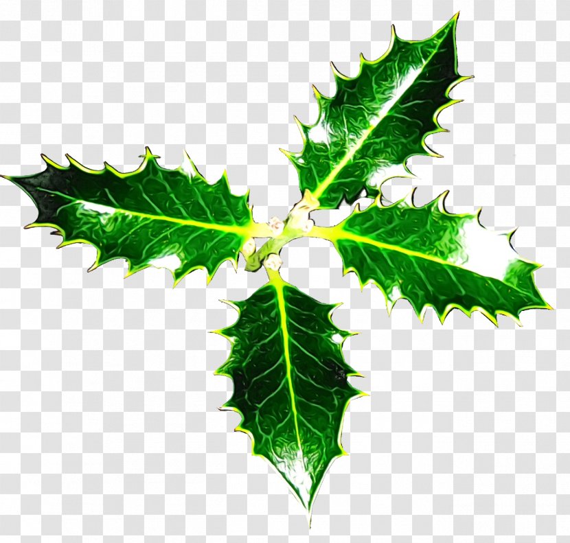 Holly - Woody Plant - Plane Transparent PNG